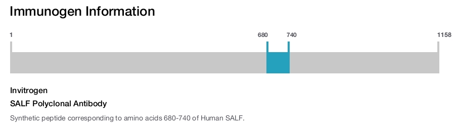 SALF Polyclonal Antibody