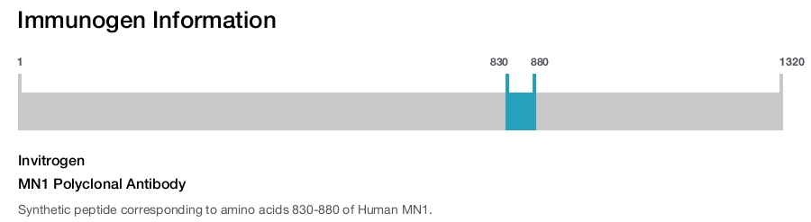 MN1 Polyclonal Antibody