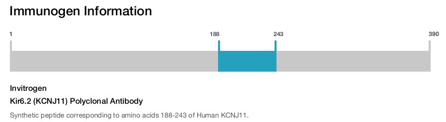 Kir6.2 (KCNJ11) Polyclonal Antibody