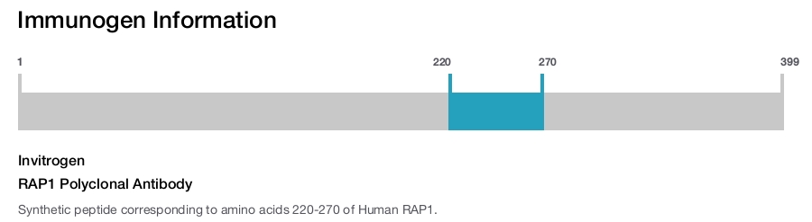 RAP1 Polyclonal Antibody