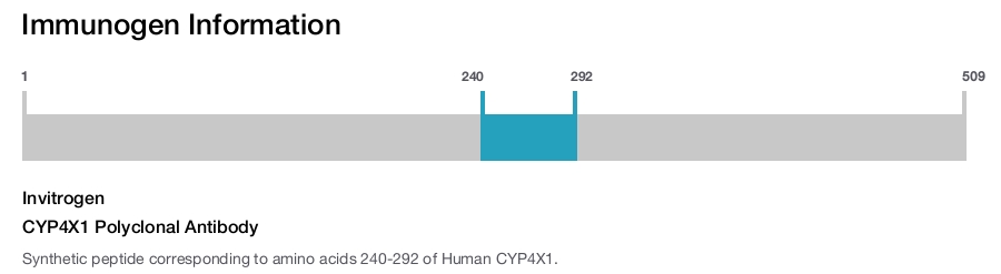 CYP4X1 Polyclonal Antibody