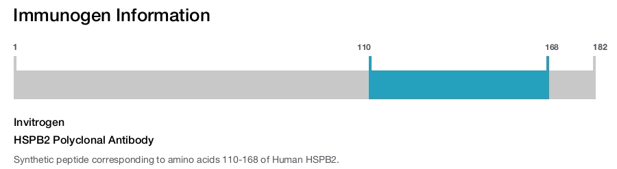 HSPB2 Polyclonal Antibody