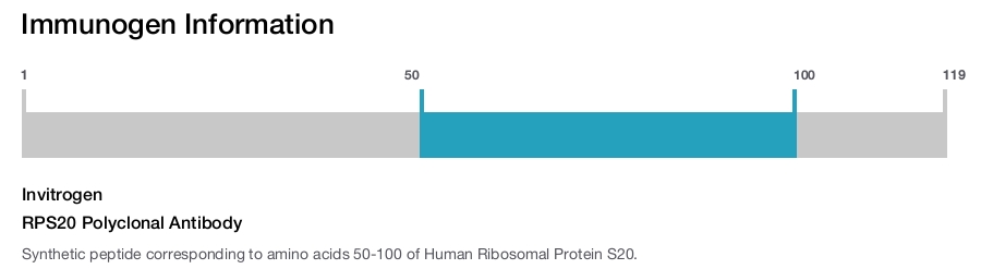 RPS20 Polyclonal Antibody