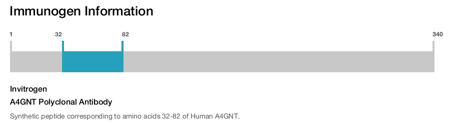 A4GNT Polyclonal Antibody