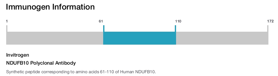 NDUFB10 Polyclonal Antibody