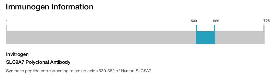 SLC9A7 Polyclonal Antibody