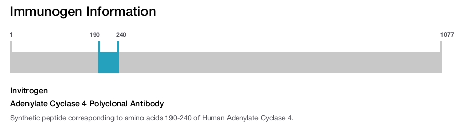 Adenylate Cyclase 4 Polyclonal Antibody