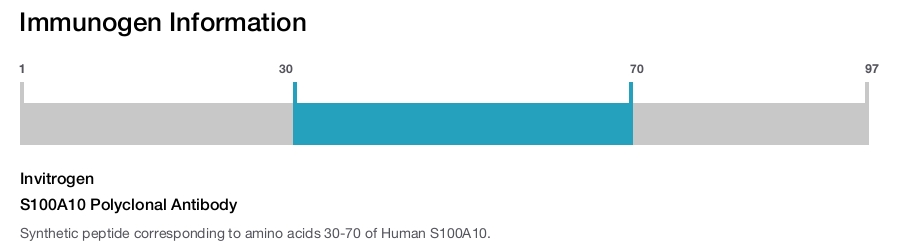 S100A10 Polyclonal Antibody