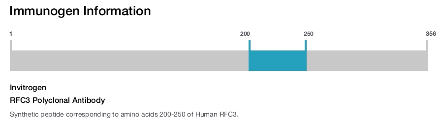 RFC3 Polyclonal Antibody