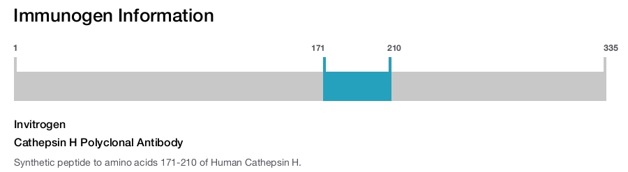 Cathepsin H Polyclonal Antibody
