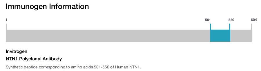 NTN1 Polyclonal Antibody