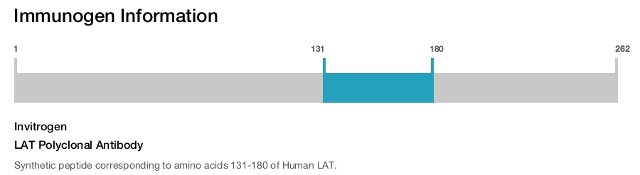 LAT Polyclonal Antibody