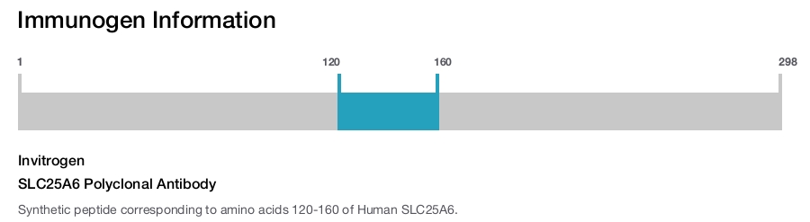 SLC25A6 Polyclonal Antibody