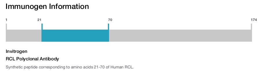 RCL Polyclonal Antibody
