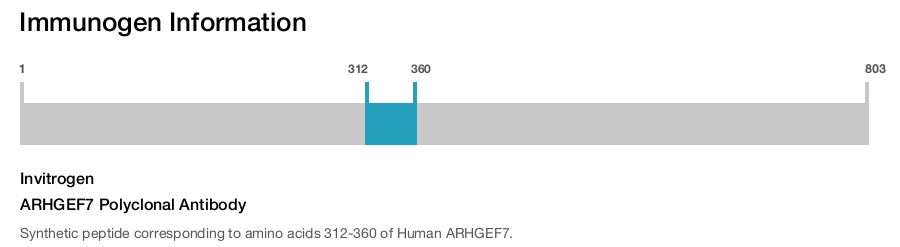 ARHGEF7 Polyclonal Antibody