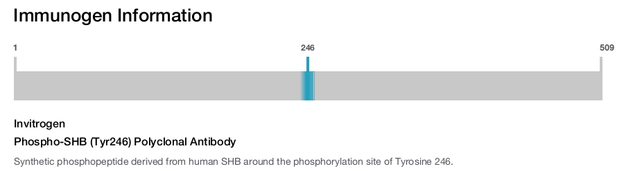 Phospho-SHB (Tyr246) Polyclonal Antibody