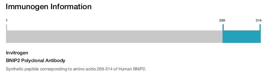 BNIP2 Polyclonal Antibody