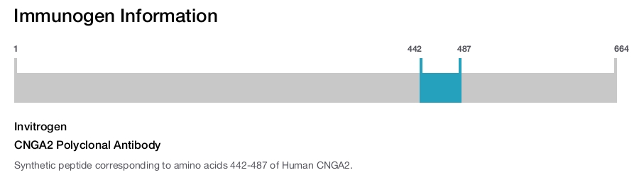 CNGA2 Polyclonal Antibody