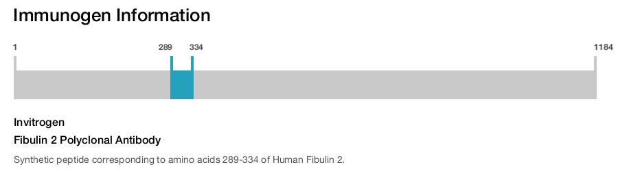 Fibulin 2 Polyclonal Antibody