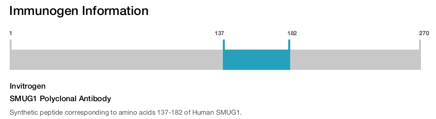 SMUG1 Polyclonal Antibody
