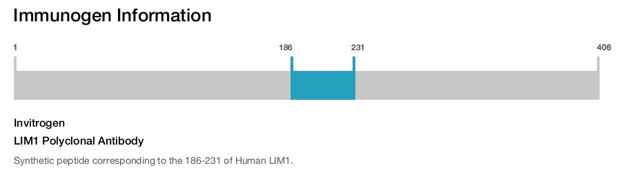 LIM1 Polyclonal Antibody