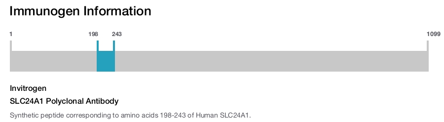 SLC24A1 Polyclonal Antibody