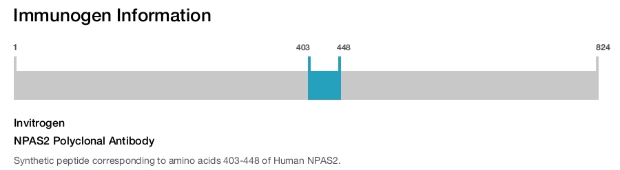 NPAS2 Polyclonal Antibody