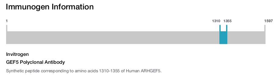 GEF5 Polyclonal Antibody