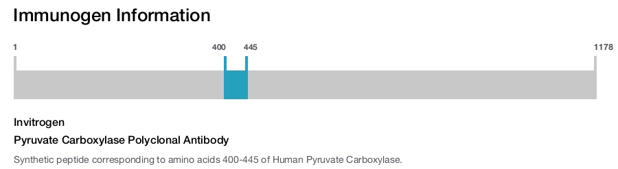 Pyruvate Carboxylase Polyclonal Antibody