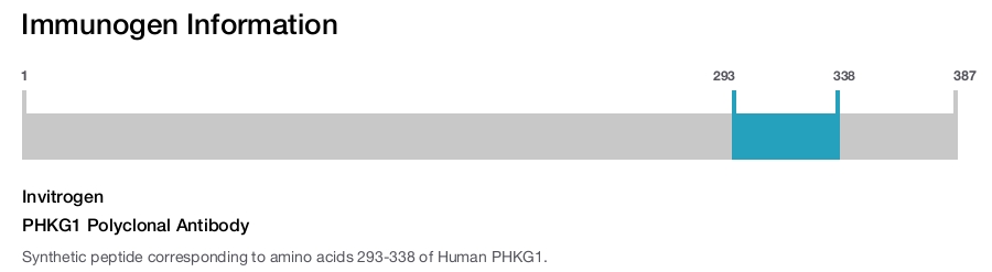 PHKG1 Polyclonal Antibody