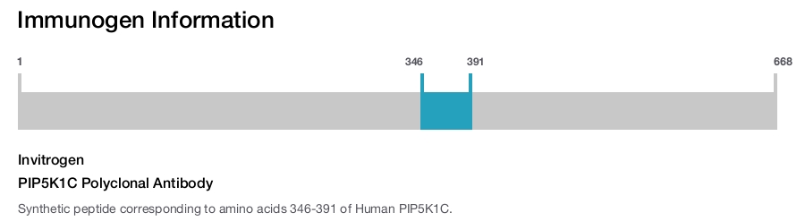 PIP5K1C Polyclonal Antibody