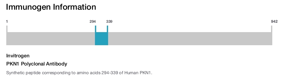 PKN1 Polyclonal Antibody
