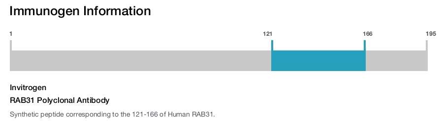 RAB31 Polyclonal Antibody