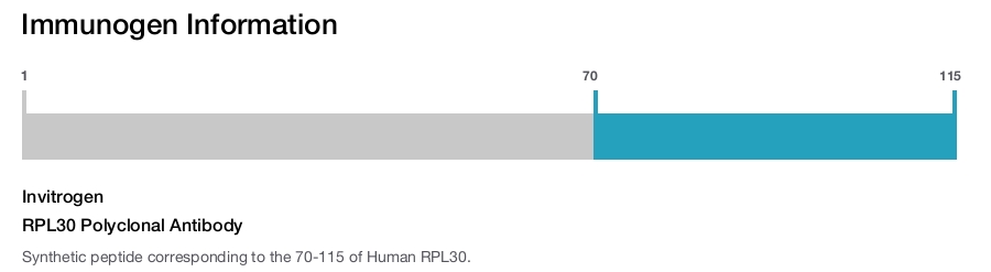 RPL30 Polyclonal Antibody