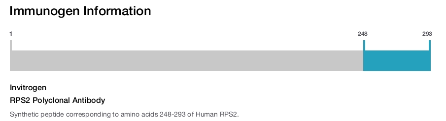 RPS2 Polyclonal Antibody