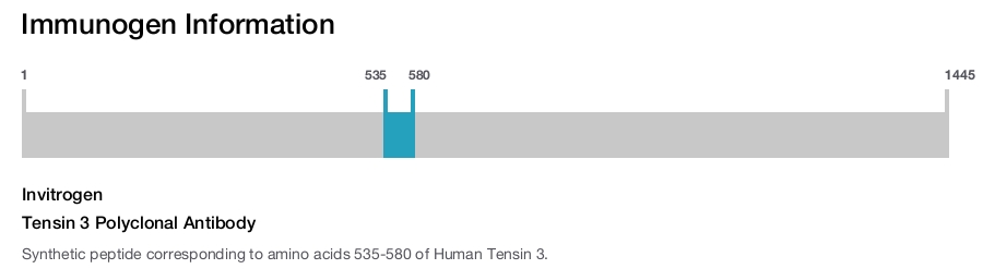 Tensin 3 Polyclonal Antibody