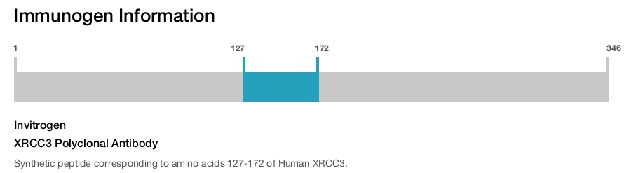 XRCC3 Polyclonal Antibody