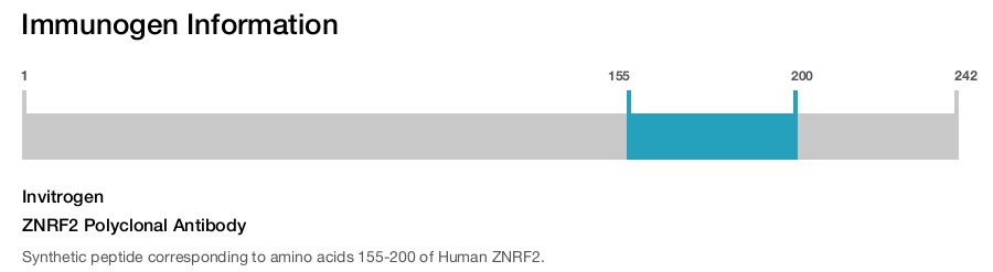 ZNRF2 Polyclonal Antibody