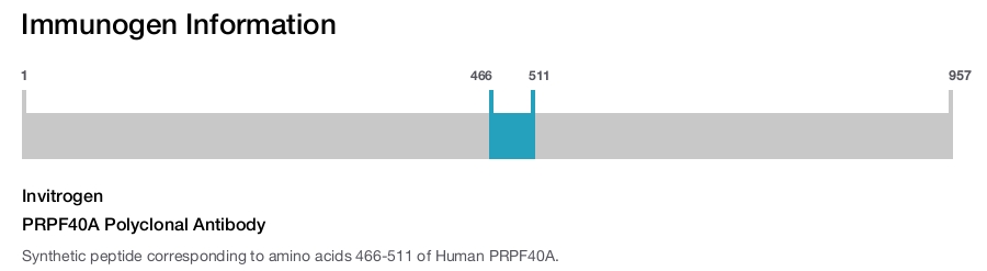 PRPF40A Polyclonal Antibody