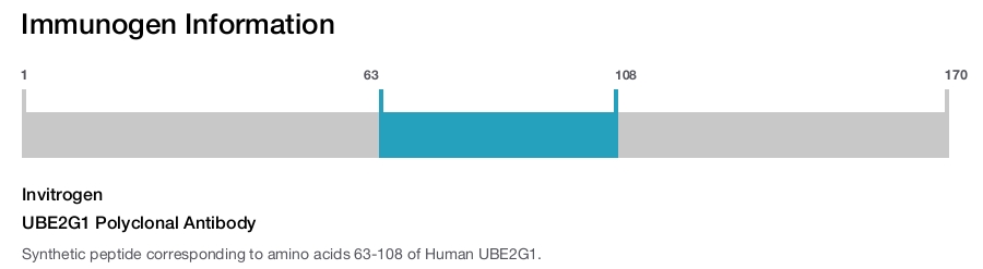 UBE2G1 Polyclonal Antibody