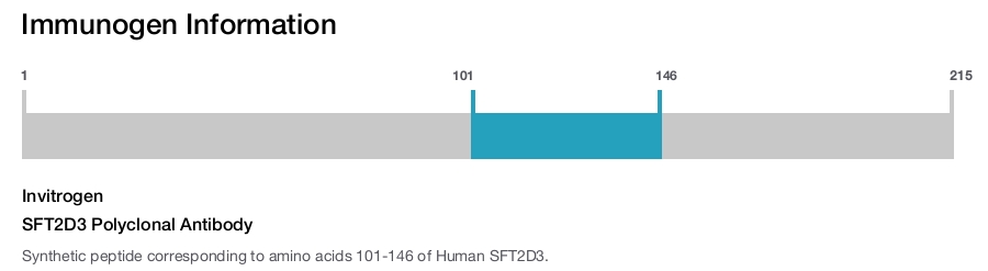SFT2D3 Polyclonal Antibody