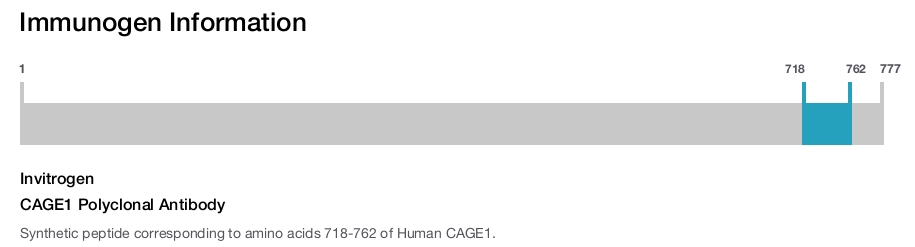 CAGE1 Polyclonal Antibody