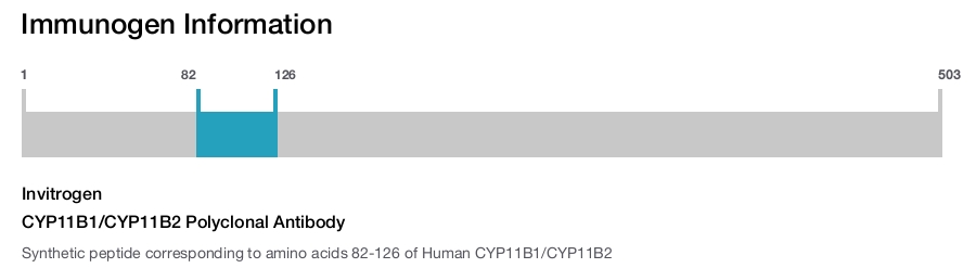CYP11B1/CYP11B2 Polyclonal Antibody