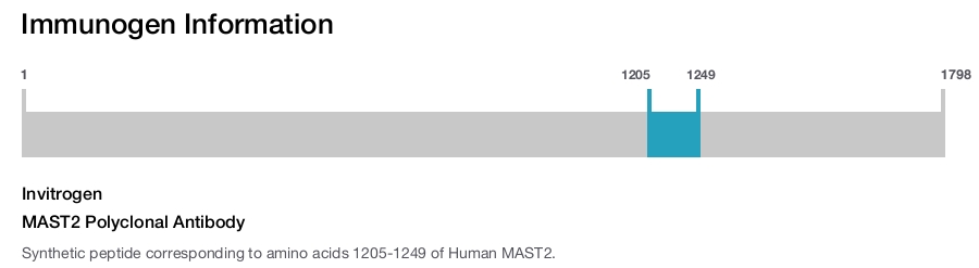 MAST2 Polyclonal Antibody