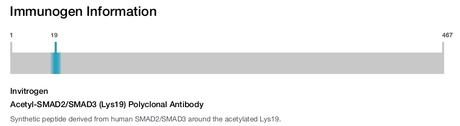 Acetyl-SMAD2/SMAD3 (Lys19) Polyclonal Antibody