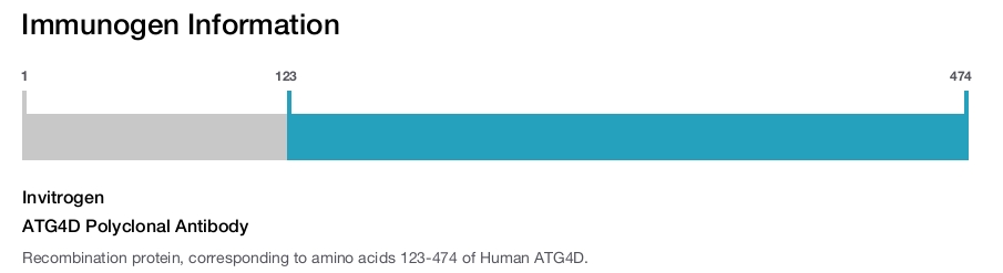ATG4D Polyclonal Antibody