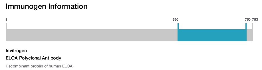 ELOA Polyclonal Antibody