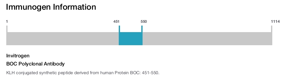 BOC Polyclonal Antibody