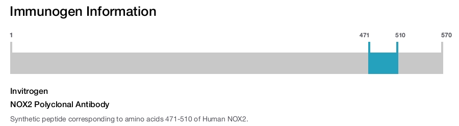 NOX2 Polyclonal Antibody