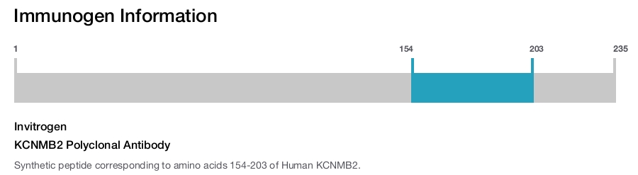 KCNMB2 Polyclonal Antibody